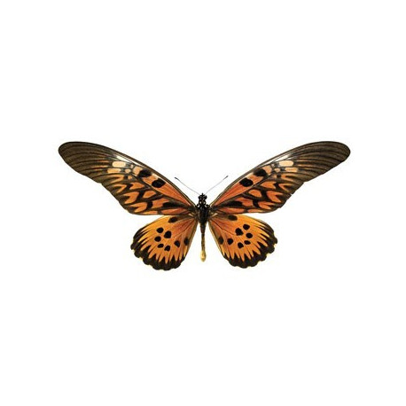 magnifique sticker mural 'papillon' magnifique sticker mural 'papillon'
