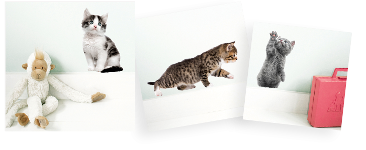 stickers muraux chatons