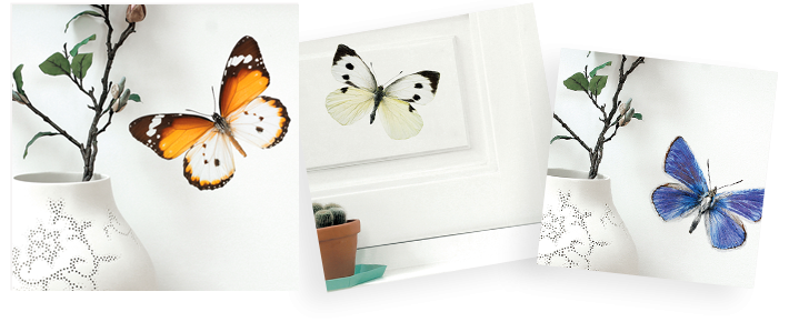 stickers muraux papillons