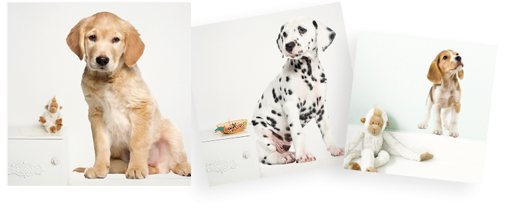 stickers muraux chiots